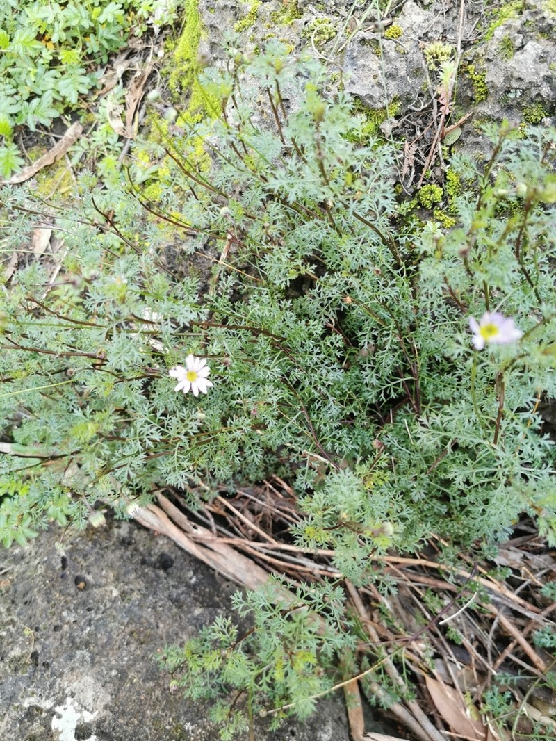 Brachyscome multifida photo 7