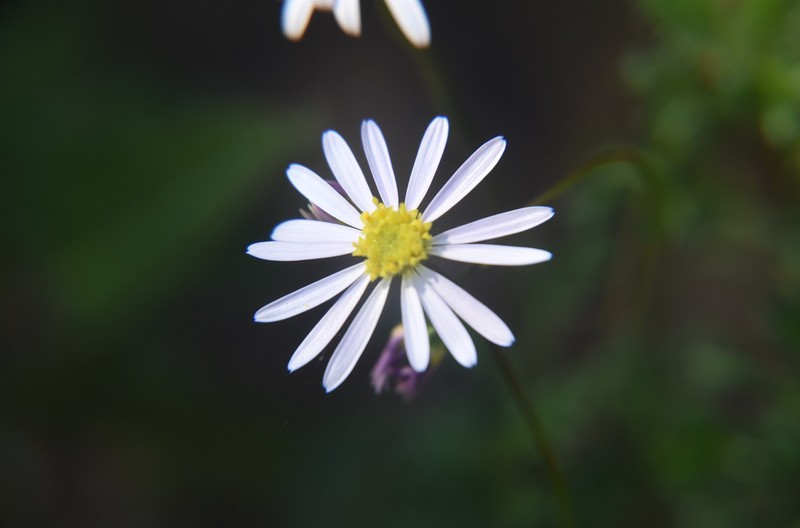 Brachyscome multifida var. dilatata