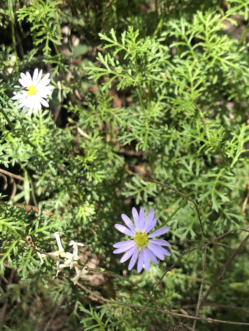 Brachyscome multifida var. dilatata photo 2