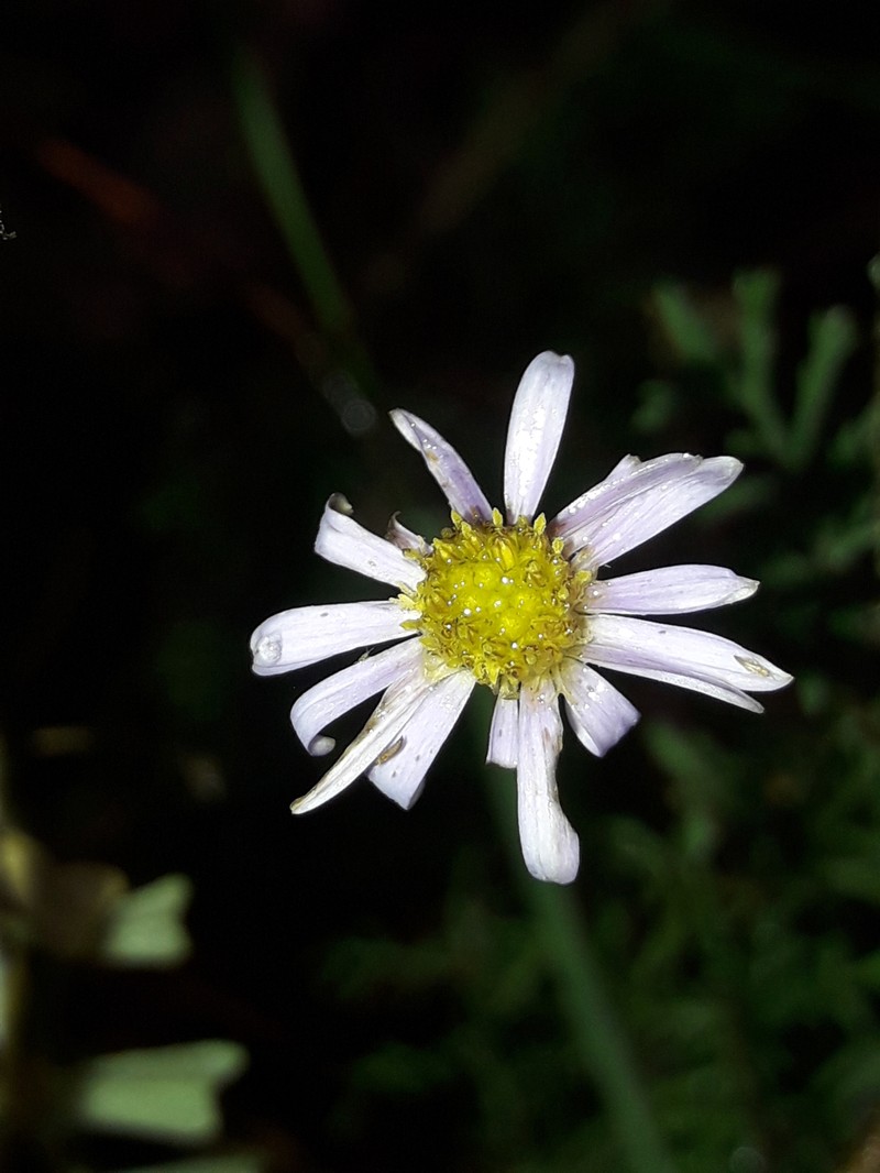 Brachyscome multifida var. dilatata photo 3