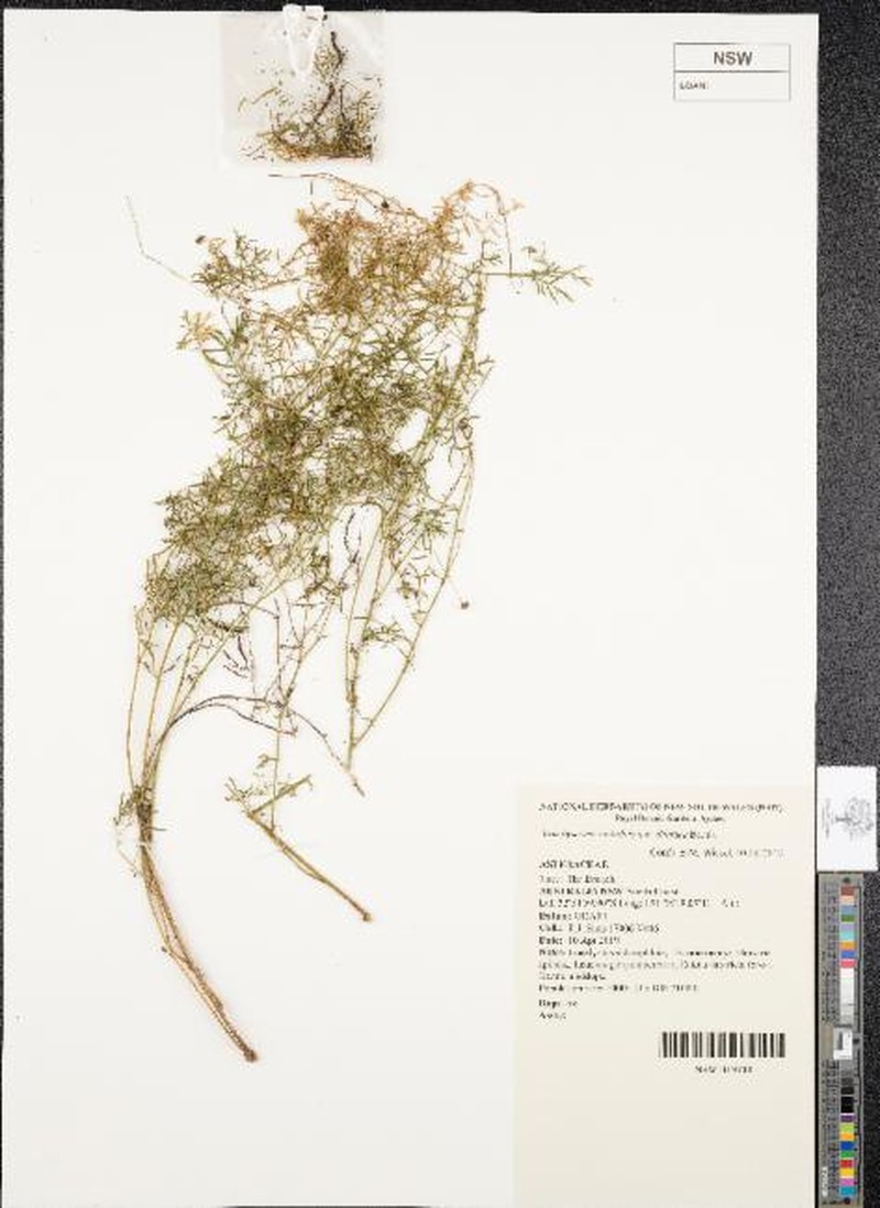 Brachyscome multifida var. dilatata photo 4