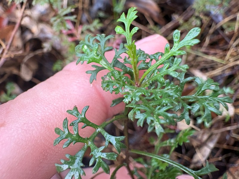Brachyscome multifida var. multifida photo 2