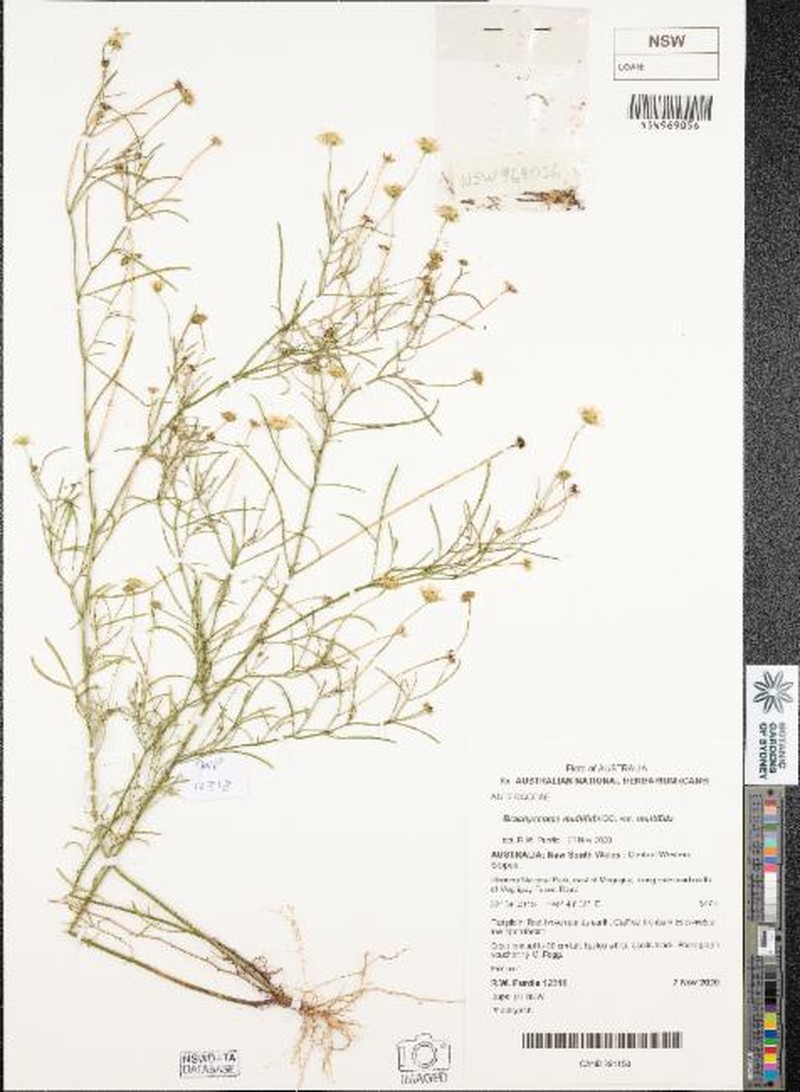 Brachyscome multifida var. multifida photo 3