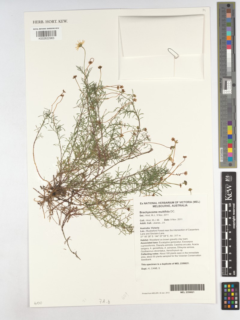 Brachyscome multifida var. multifida photo 4