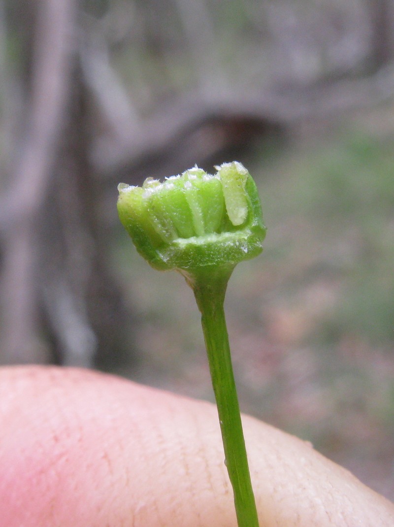 Brachyscome multifida var. multifida