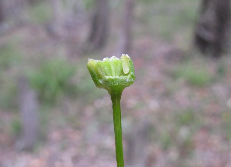 Brachyscome multifida var. multifida photo 5