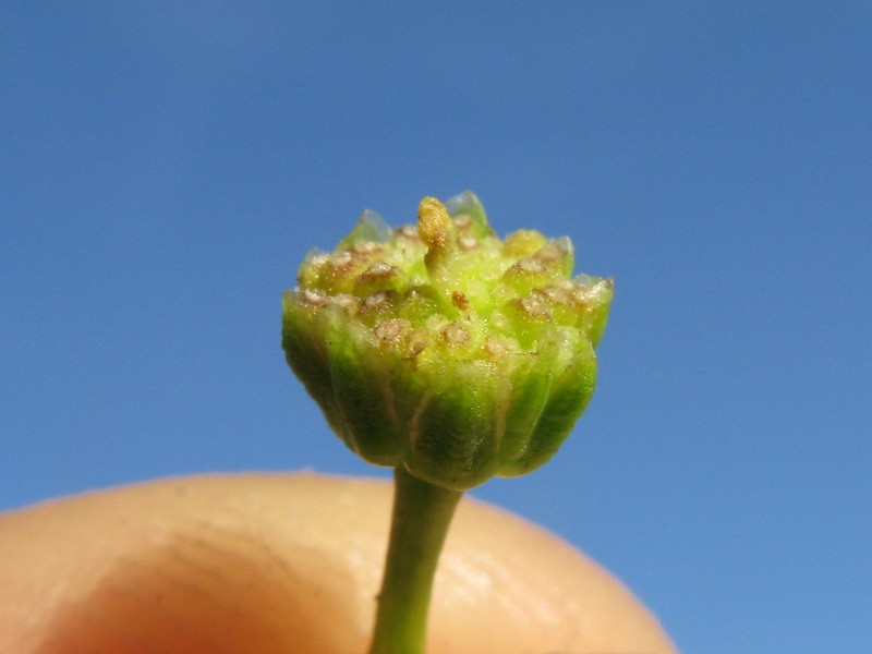 Brachyscome multifida var. multifida photo 6