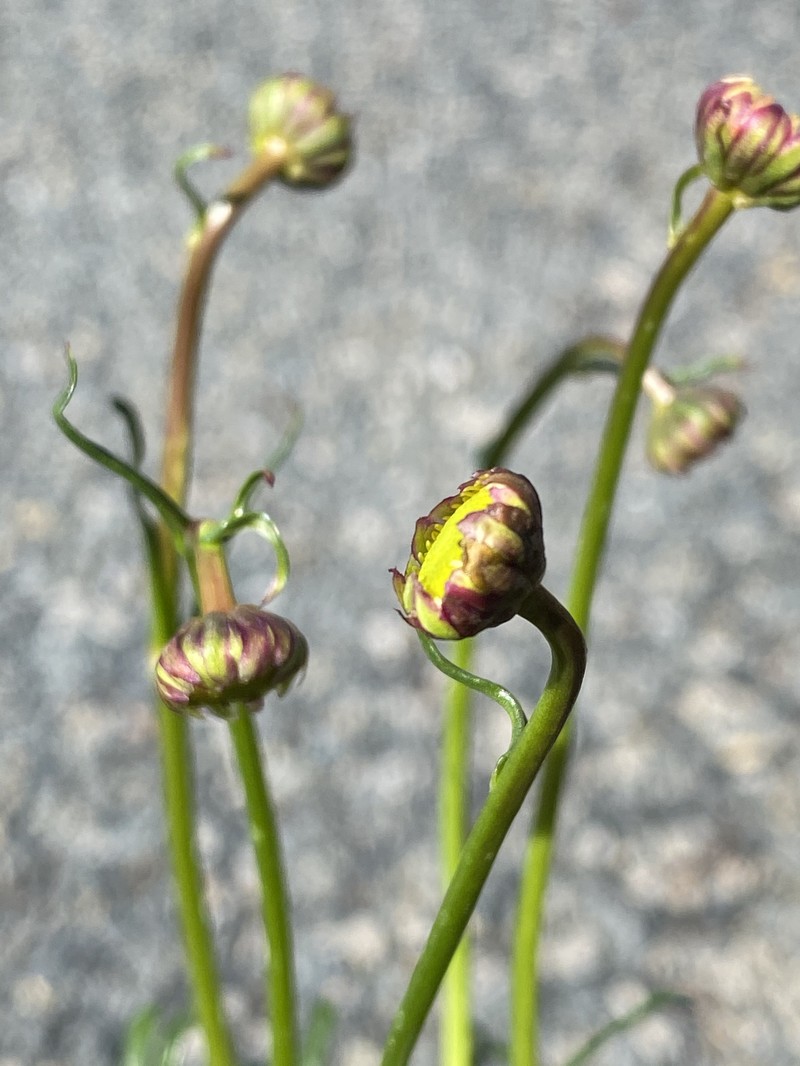 Brachyscome nivalis photo 2