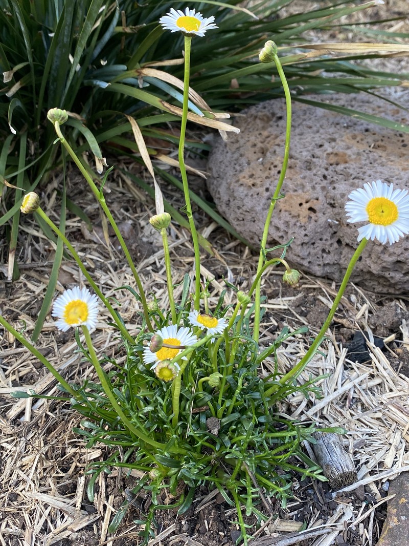 Brachyscome nivalis photo 3