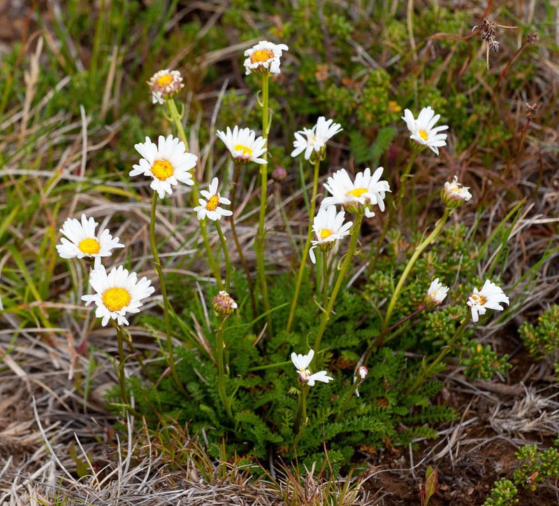 Brachyscome nivalis photo 4