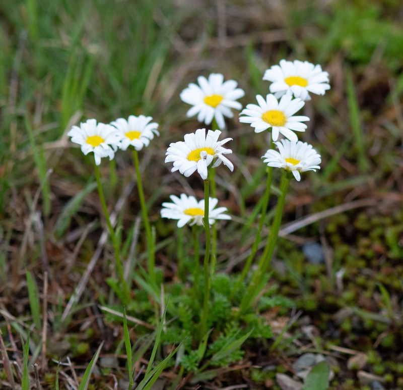 Brachyscome nivalis photo 6