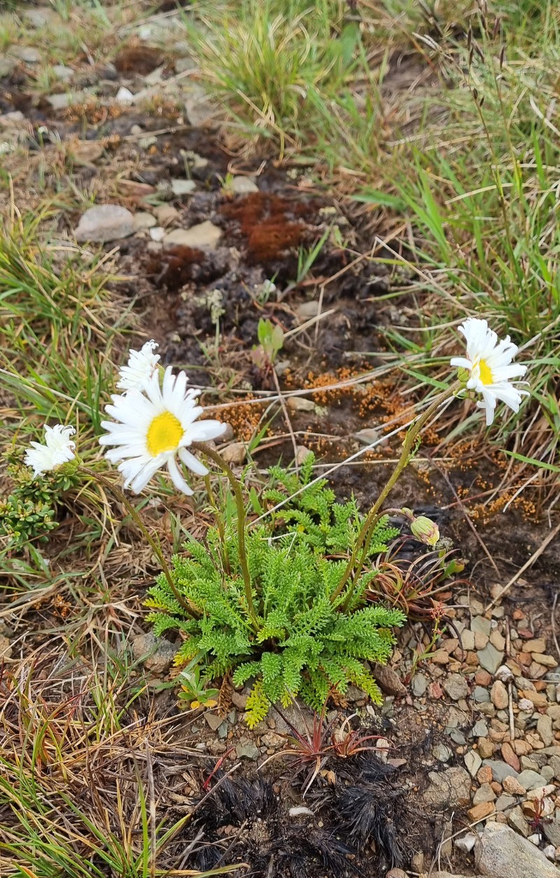 Brachyscome nivalis photo 7