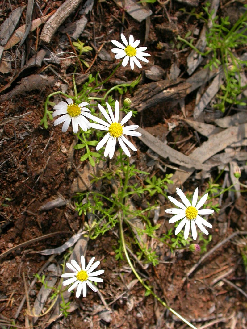 Brachyscome nodosa