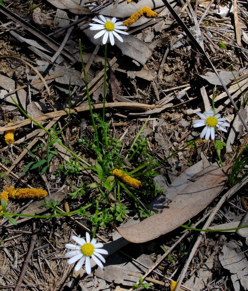 Brachyscome nodosa photo 2