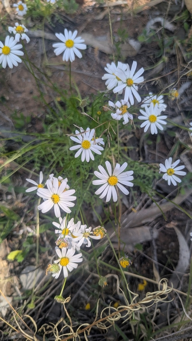 Brachyscome nodosa photo 3