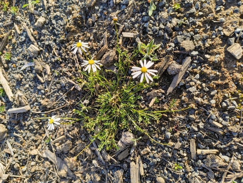 Brachyscome nodosa photo 4