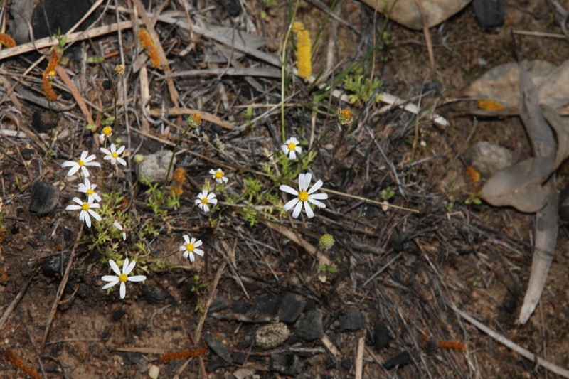 Brachyscome nodosa photo 5