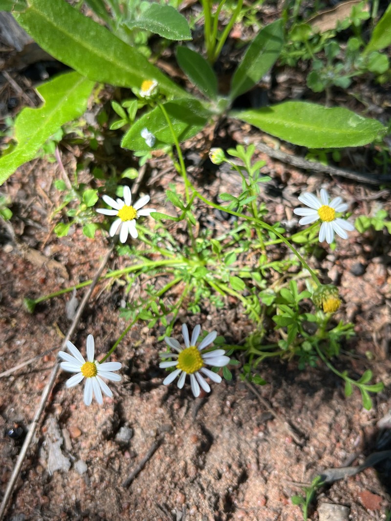 Brachyscome nodosa photo 6
