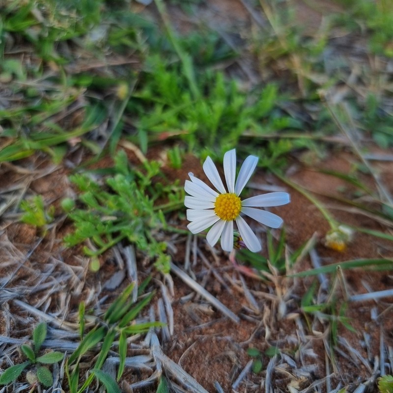 Brachyscome nodosa photo 7