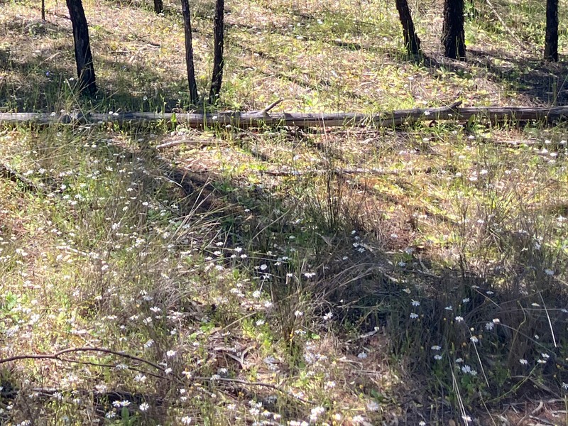 Brachyscome nodosa photo 8