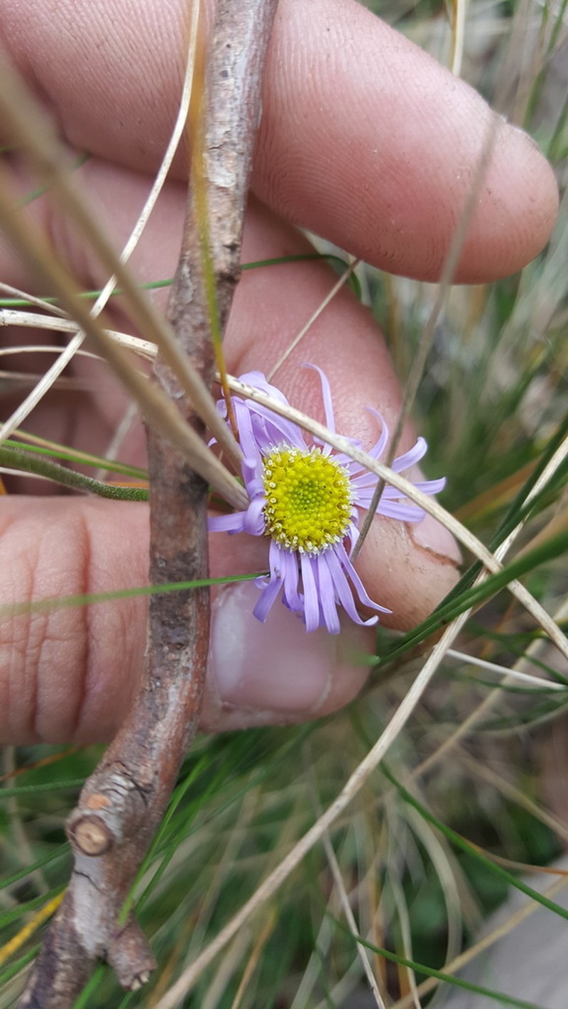 Brachyscome nova-anglica