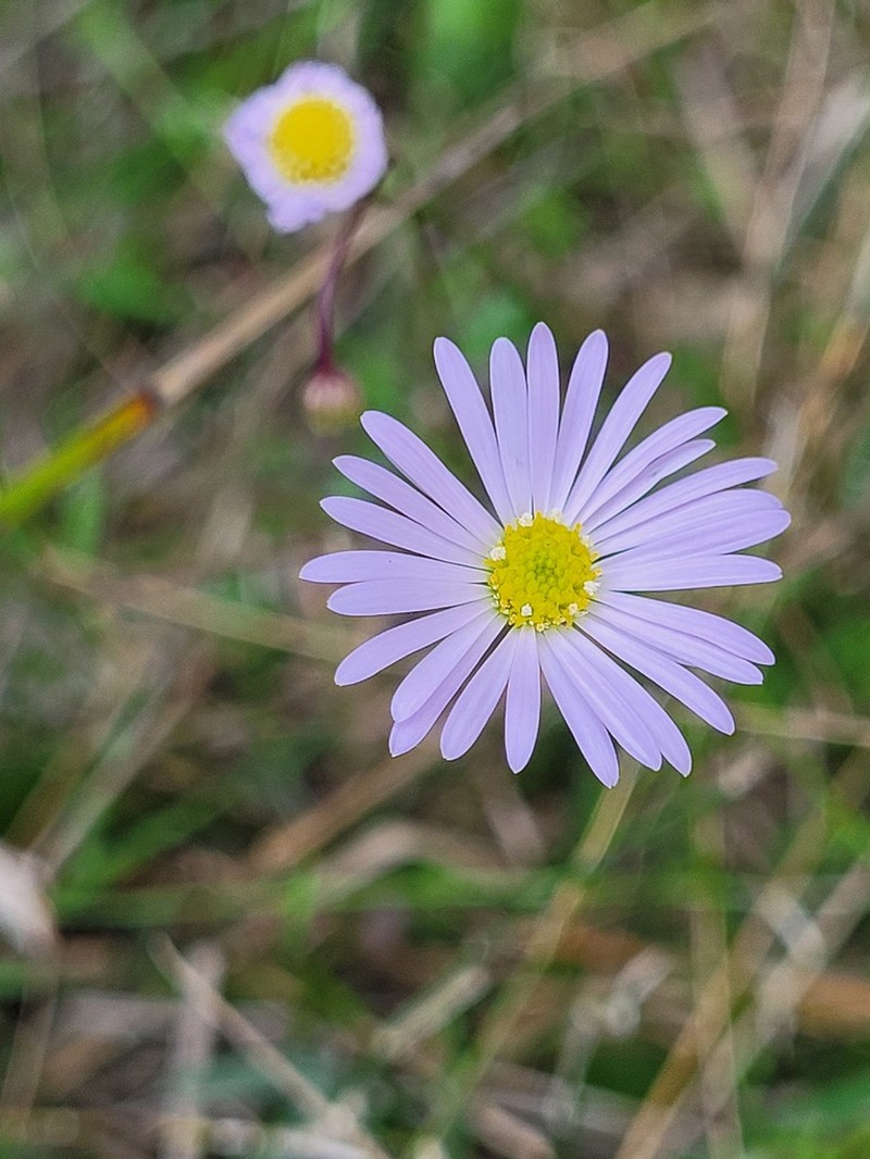 Brachyscome nova-anglica photo 2