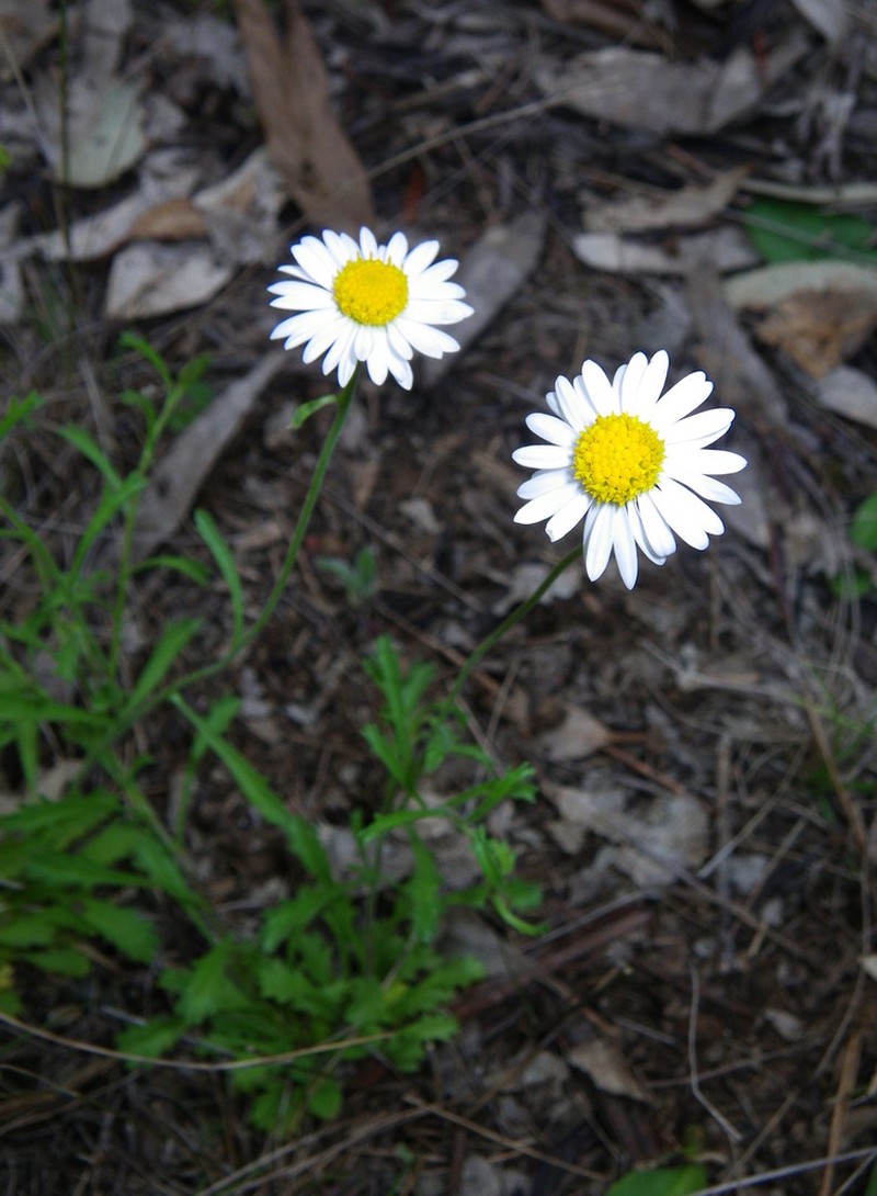 Brachyscome nova-anglica photo 4