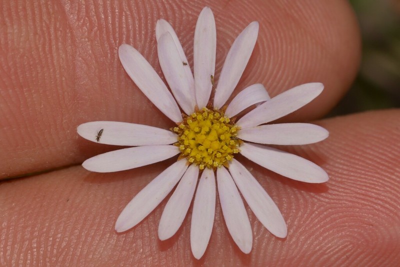 Brachyscome nova-anglica photo 5