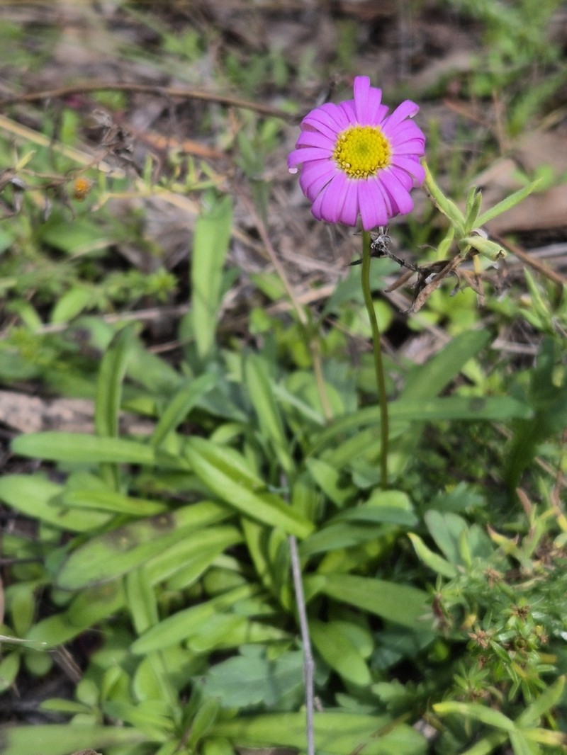 Brachyscome nova-anglica photo 6