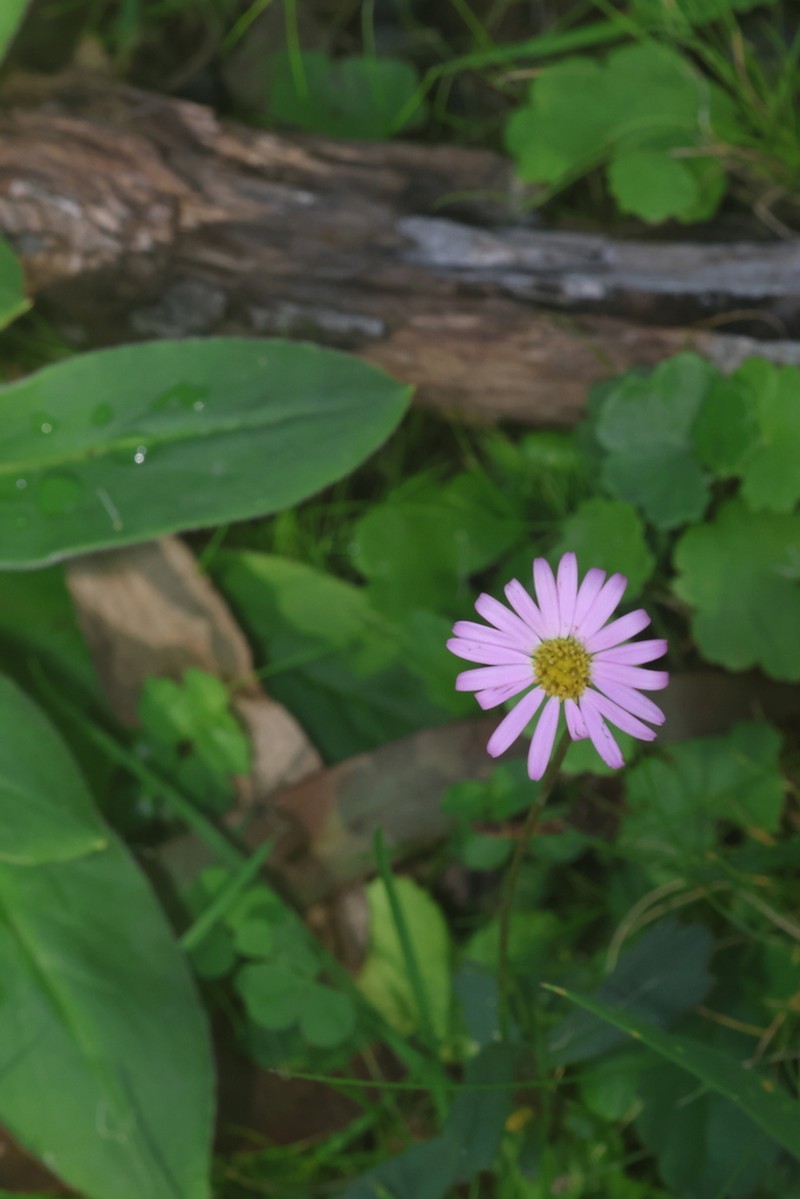 Brachyscome nova-anglica photo 7