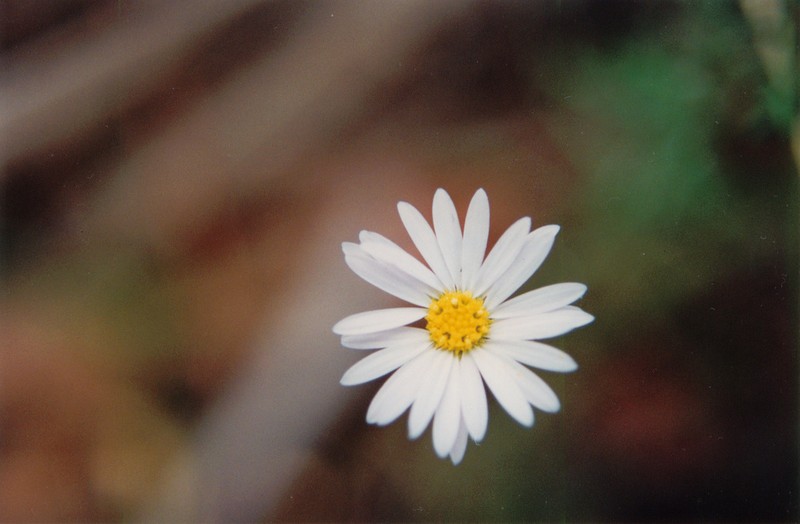 Brachyscome nova-anglica photo 8