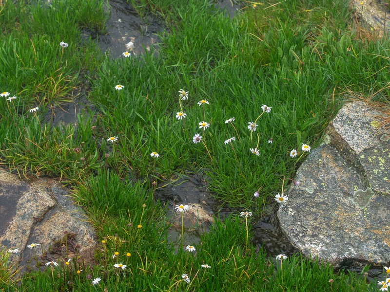Brachyscome obovata