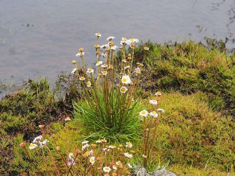 Brachyscome obovata photo 2