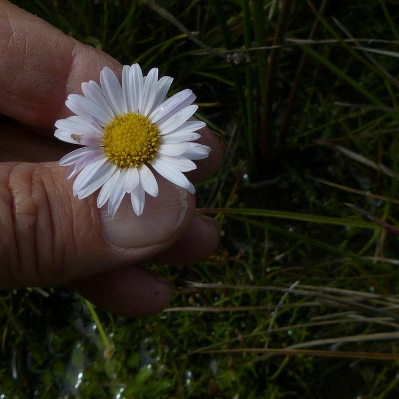 Brachyscome obovata photo 3