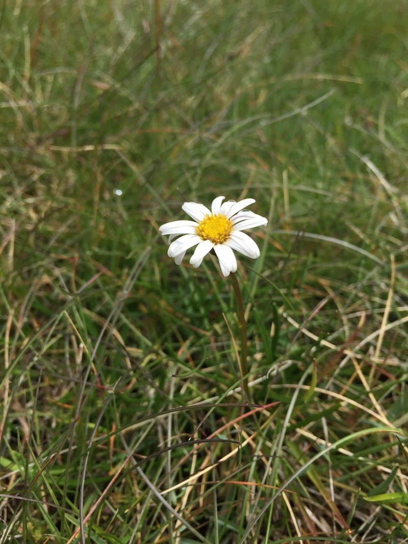 Brachyscome obovata photo 4