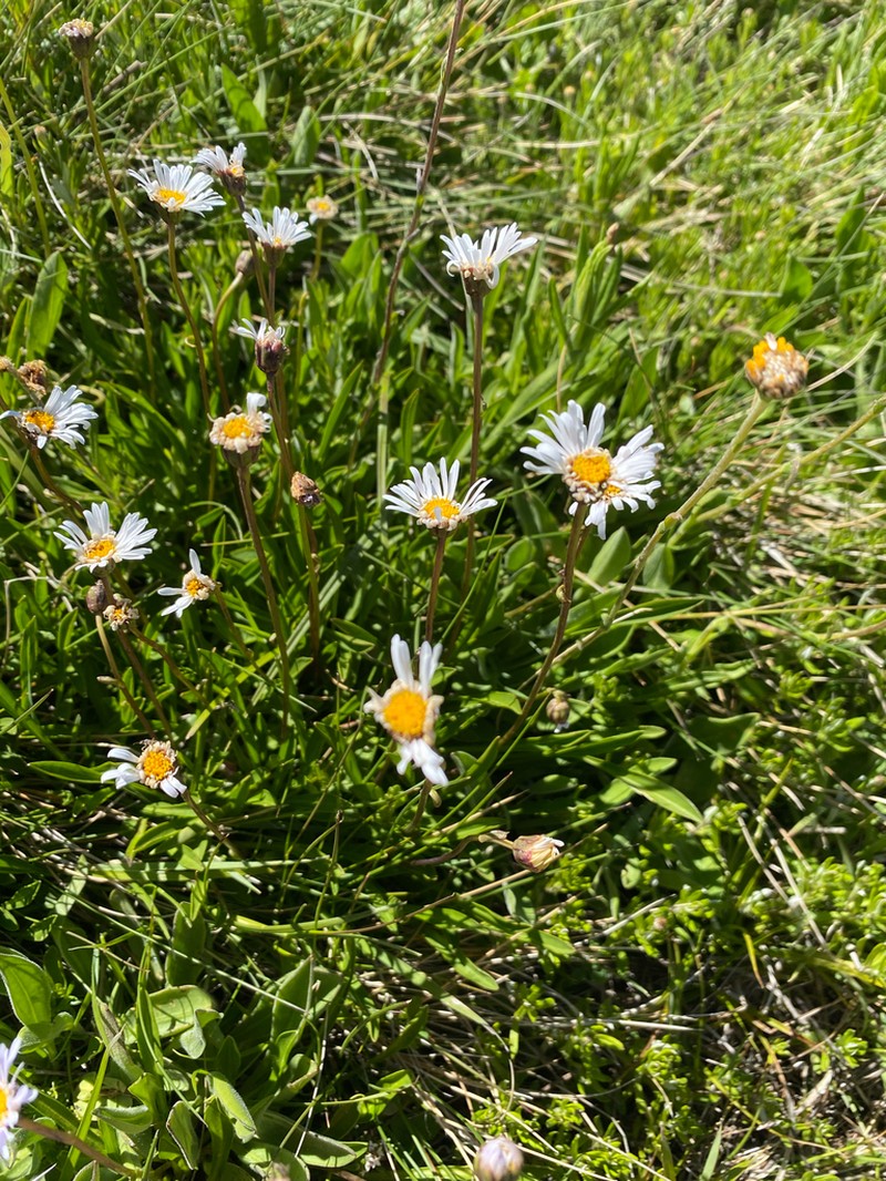Brachyscome obovata photo 6