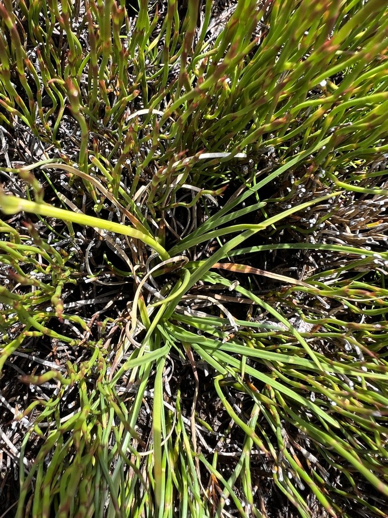 Brachyscome obovata photo 7