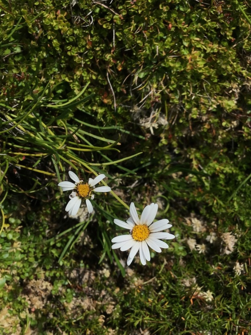 Brachyscome obovata photo 8
