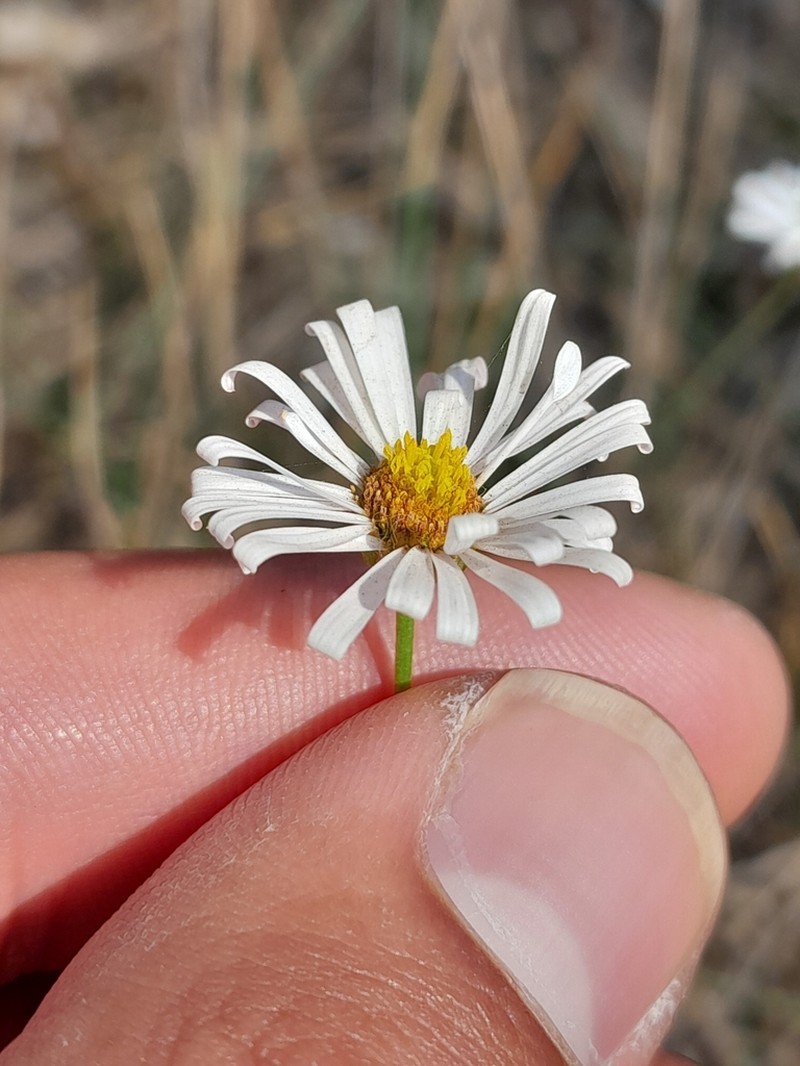 Brachyscome paludicola