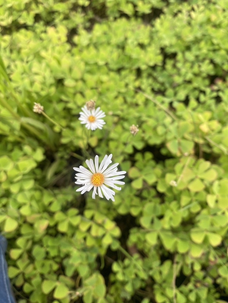 Brachyscome paludicola photo 2