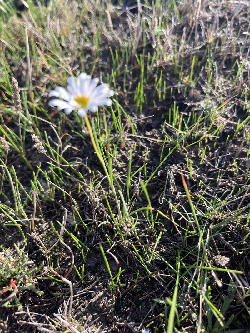 Brachyscome paludicola photo 3