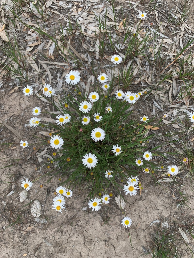 Brachyscome paludicola photo 4
