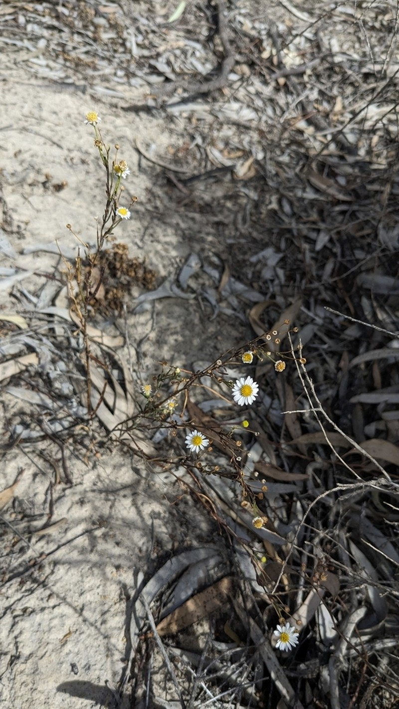 Brachyscome paludicola photo 5