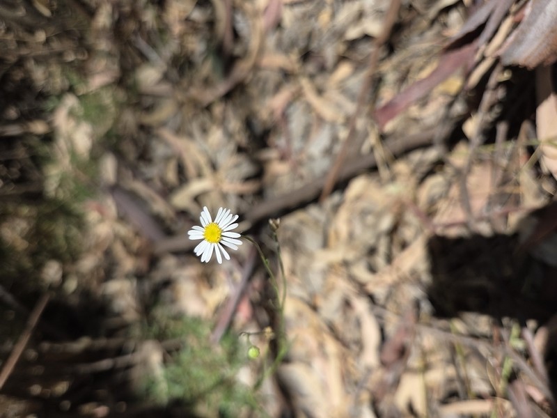 Brachyscome paludicola photo 6