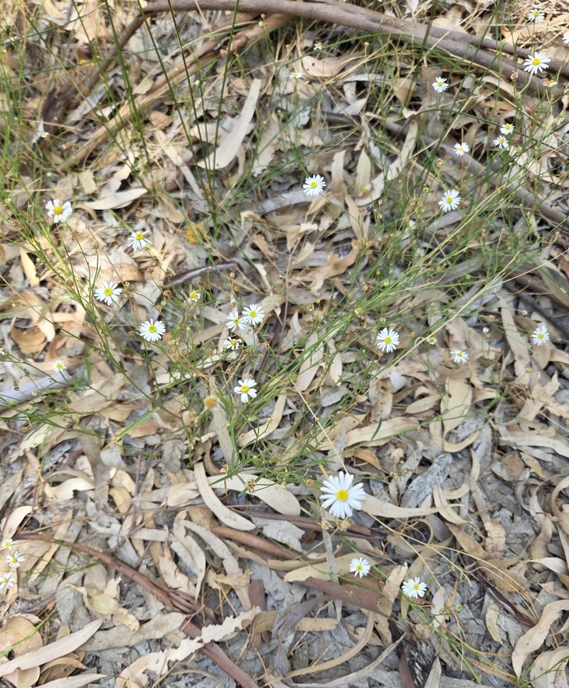 Brachyscome paludicola photo 7