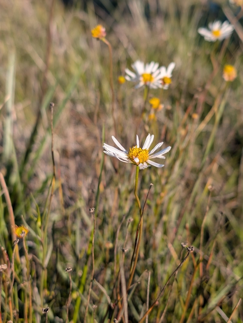 Brachyscome paludicola photo 8