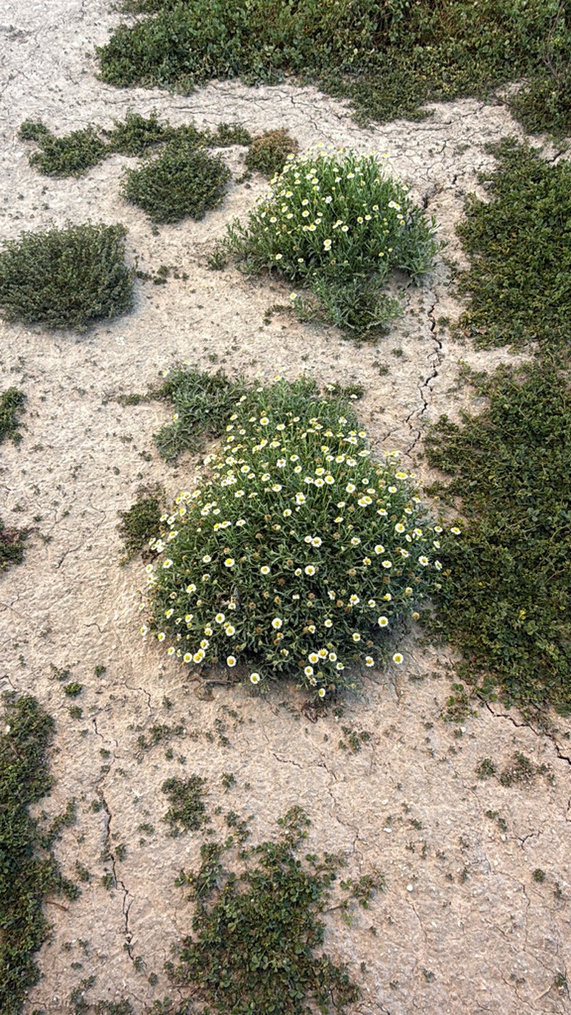 Brachyscome papillosa