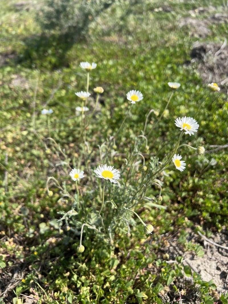 Brachyscome papillosa photo 3