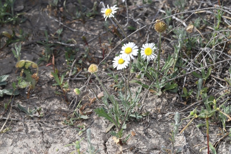 Brachyscome papillosa photo 7
