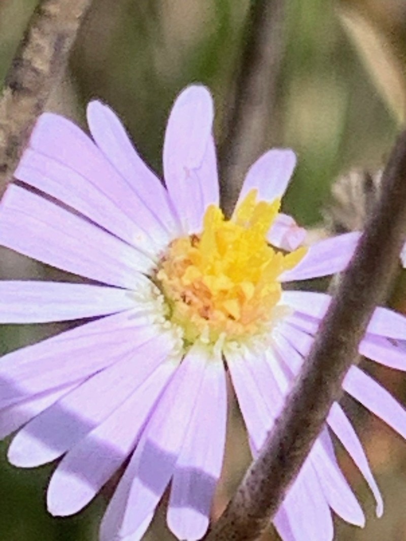 Brachyscome parvula